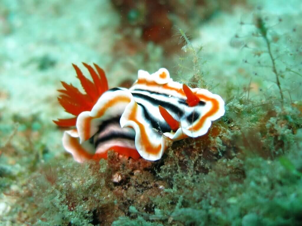 An image of a nudibranch.