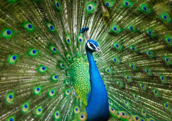 peacock