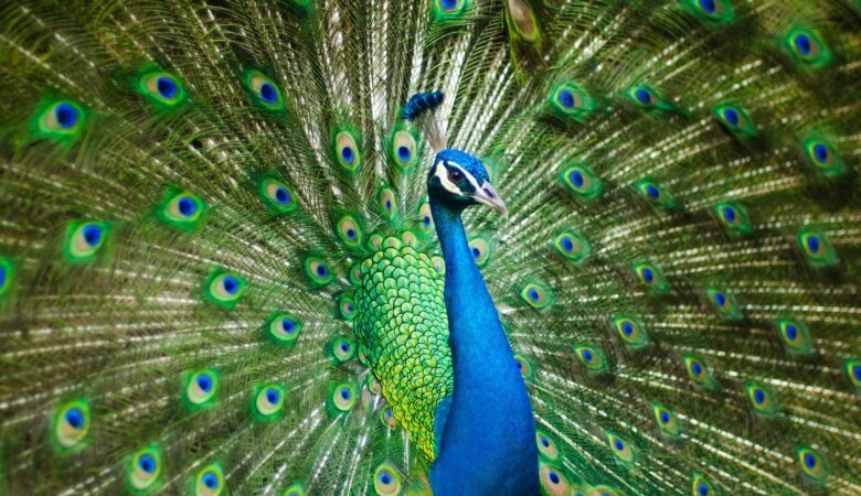 peacock